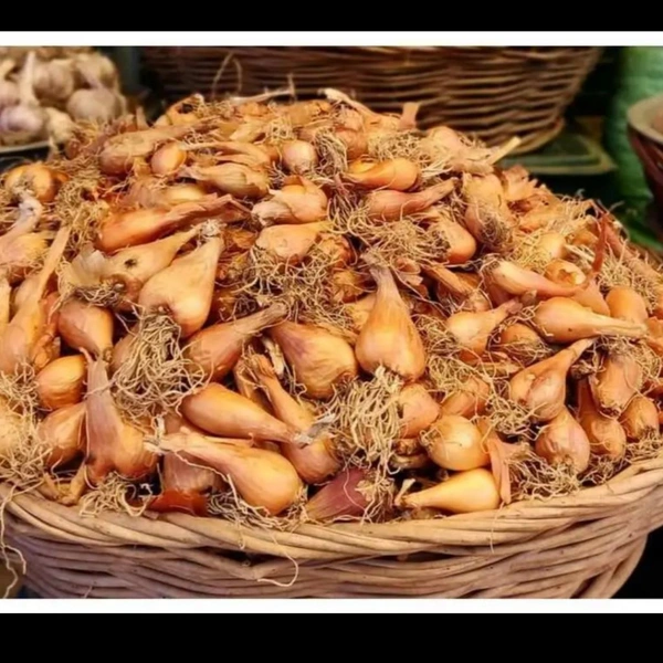 Kashmiri Praan Price
