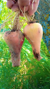 Kashmiri Praan Bothoo Bandipora