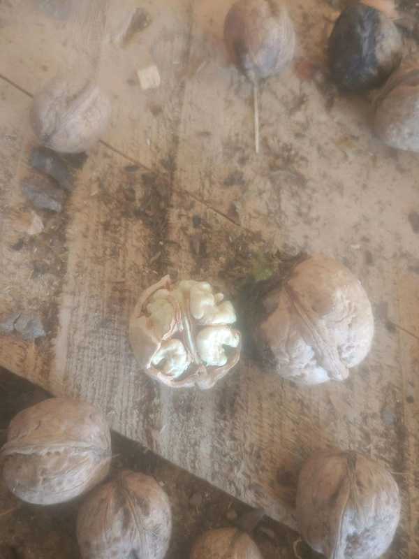 New Kashmiri Products Praan Kashmiri Walnuts - White