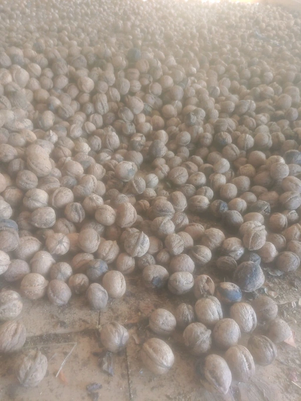 New Kashmiri Products Praan Kashmiri Walnuts - White