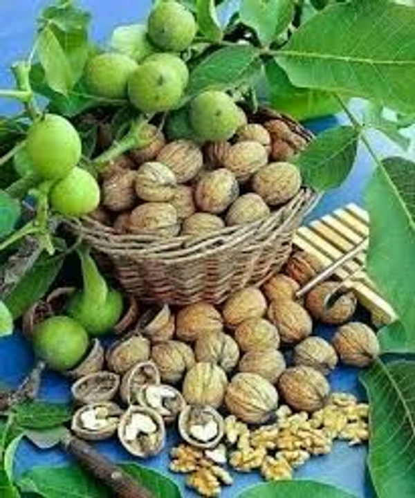 Flikart E Store  Kashmiri walnut price  - Gold, 1