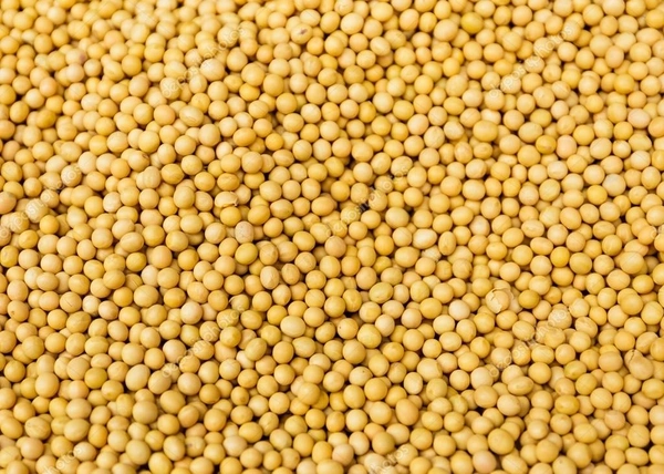 Yellow Mustered Seeds (Sorso) 100 Gm