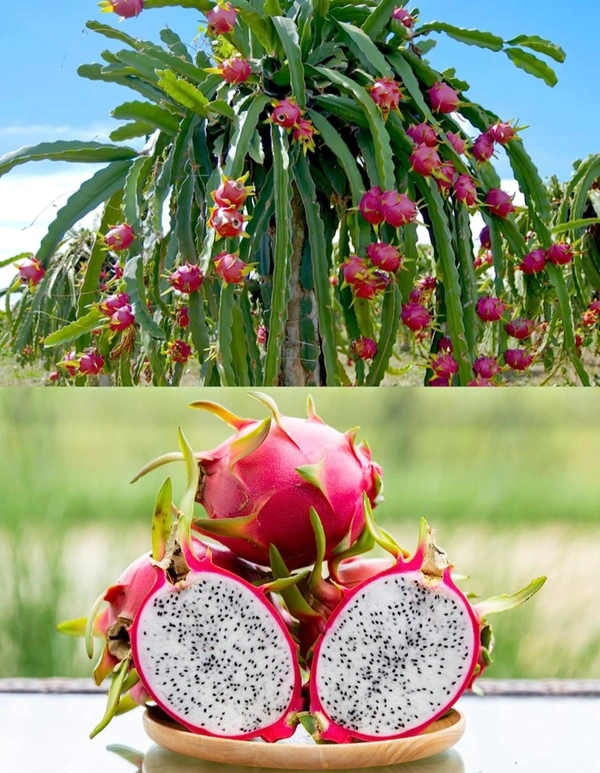Native Dragon Fruit Plant 1 - 25cm