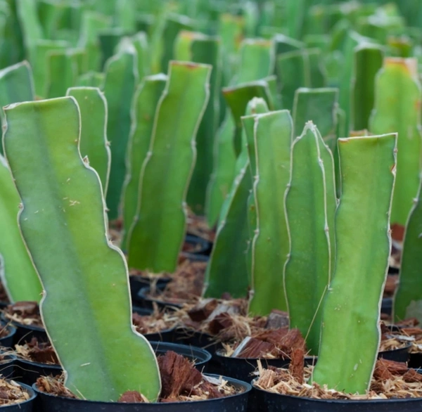 Native Dragon Fruit Plant 1 - 25cm
