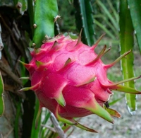 Native Dragon Fruit Plant 1 - 25cm