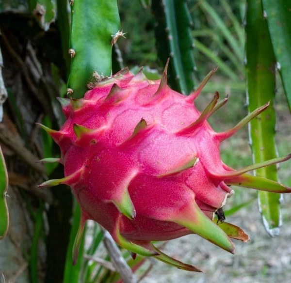 Native Dragon Fruit Plant 1 - 25cm