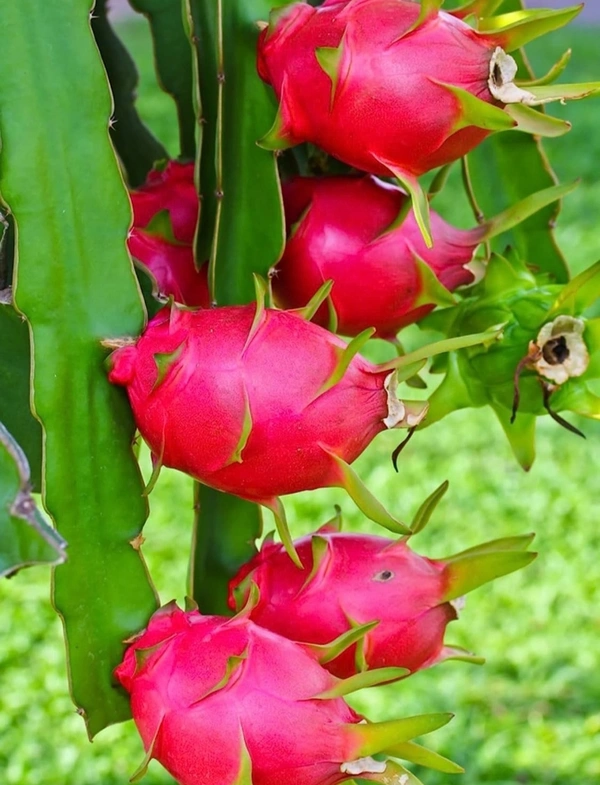 Native Dragon Fruit Plant 1 - 25cm