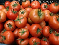 Tamatar ( Tomato)  - Red, 1