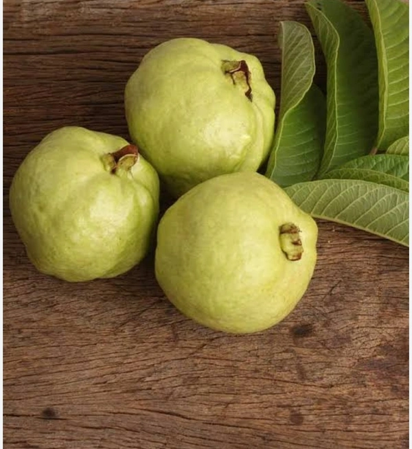 Guava  ( Amrood  ) 
