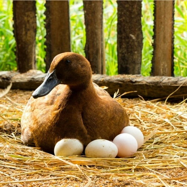 Duck Egg 4nos