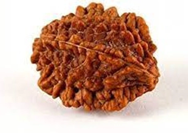 2 mukhi rudraksha