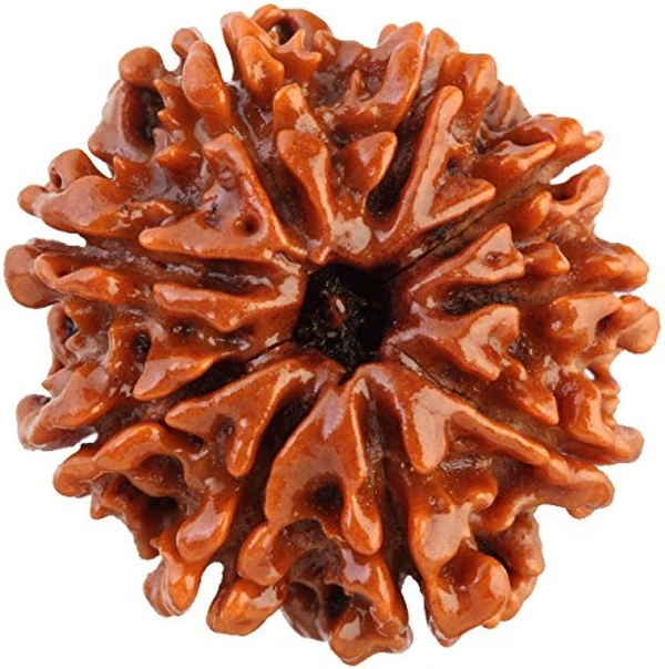 9 mukhi rudraksha