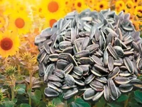 சூரியகாந்தி விதை - 100 g