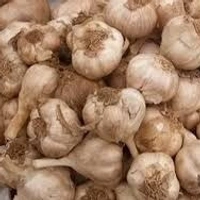 கொடைக்கானல் மலைப் பூண்டு