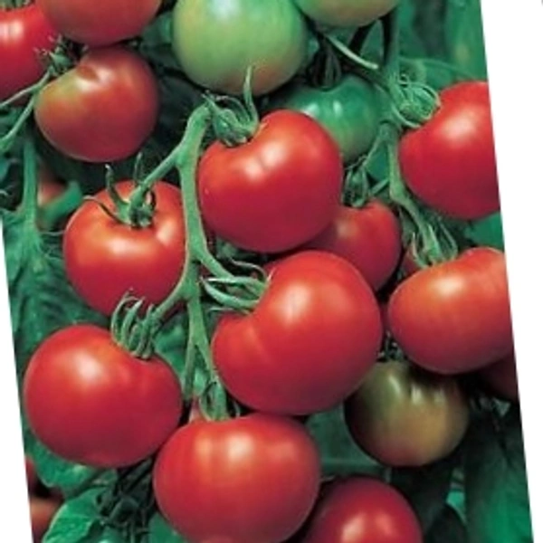 Tomato  - 1kg