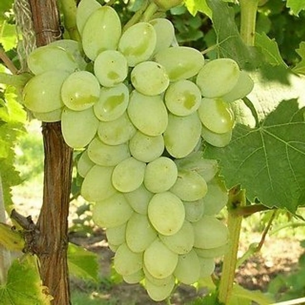 अंगूर - 1kg