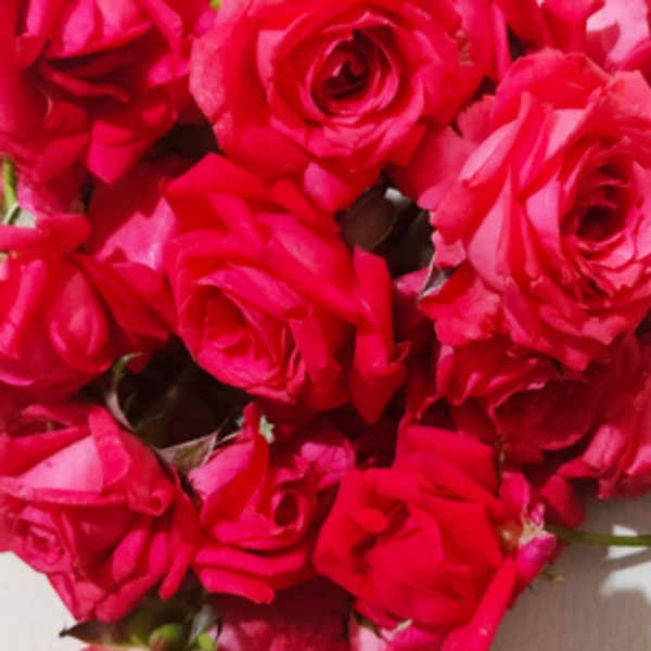 Desi Roses Flowers
