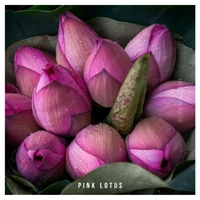 lotus flowers