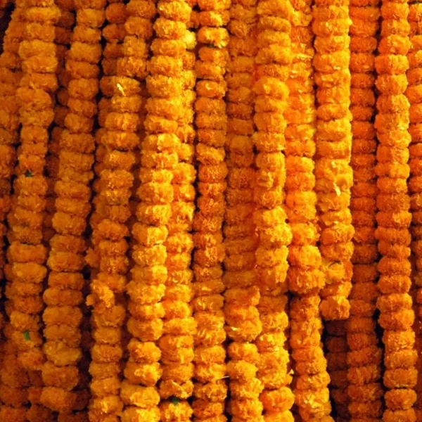 Orange Marigold String  Bunch - 5 Feet