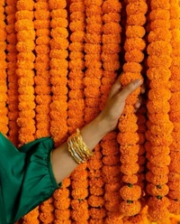 Orange Marigold String  Bunch - 5 Feet