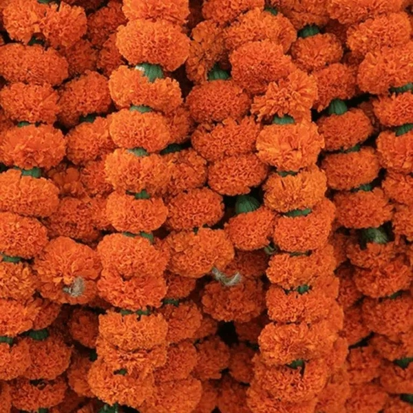 Orange Marigold String  Bunch - 5 Feet