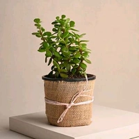Jade Plant 
