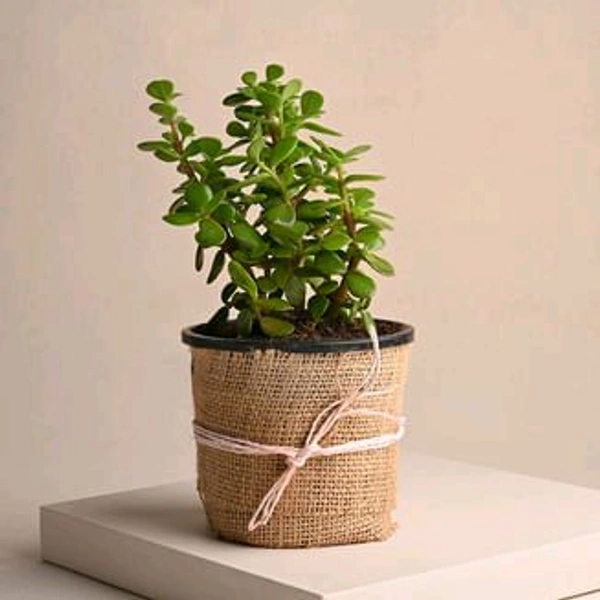 Jade Plant 