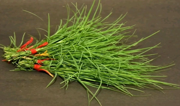 Door Grass