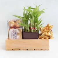 lucky bamboo and chocolate hampers