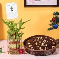 lucky bamboo with dry cake