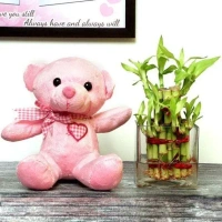lucky bamboo with teddy bear