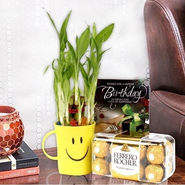 lucky bamboo chocolate combo