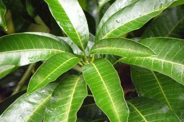 Mango Leaves