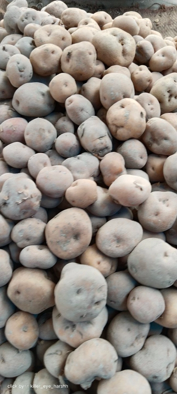 Patato