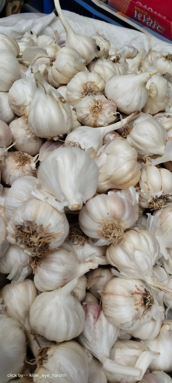 Fresh Garlic 