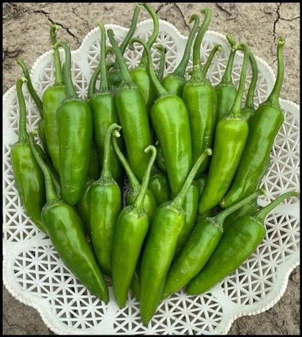 Green Chilli Desi (Lonka) @ 100 Grams