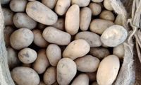 Pahadi Aloo - Web Orange, 1 Kg