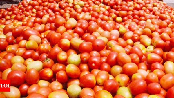 Desi Tamatar (Desi Tomato) - 500 Grams