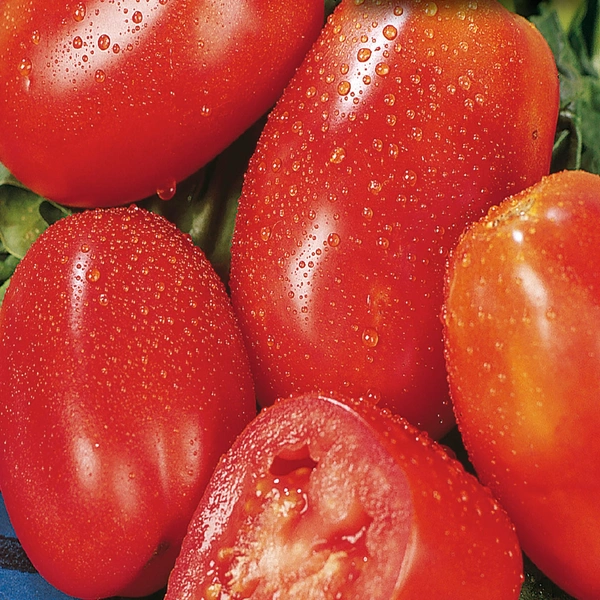 Hybrid Tamatar (Salad Tomato) - Red, 500 Grams
