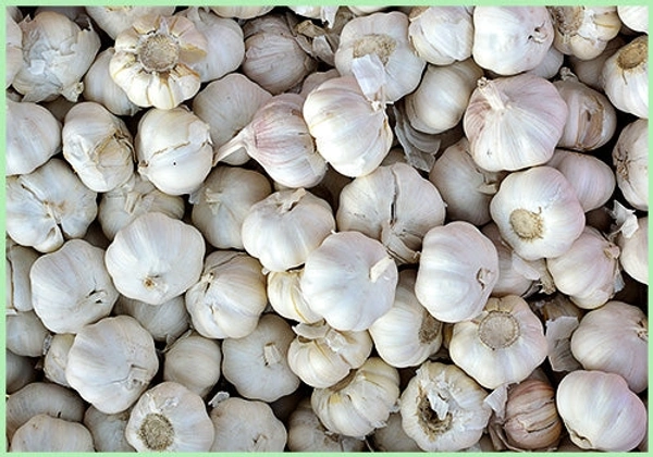 Lehsun (Garlic) - 250 Grams