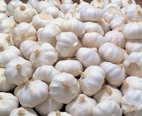 Lehsun (Garlic) - 250 Grams