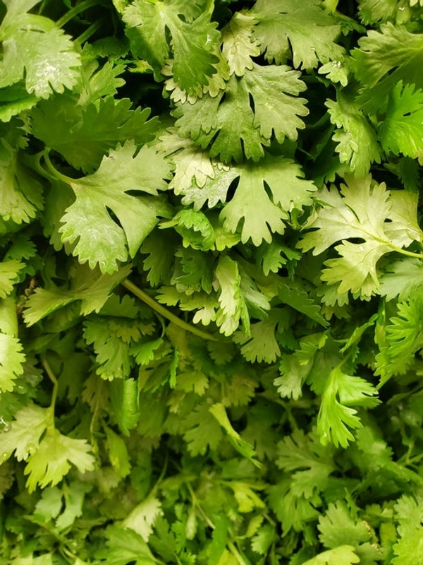 Coriander (Dhaniya) - 100 Grams