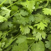 Coriander (Dhaniya) - 100 Grams