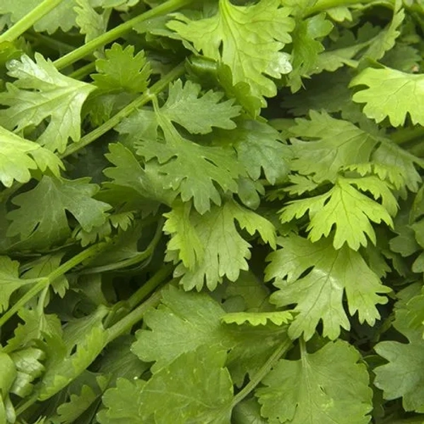 Coriander (Dhaniya) - 100 Grams