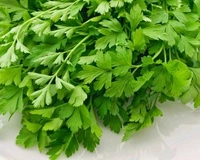 Coriander (Dhaniya) - 100 Grams