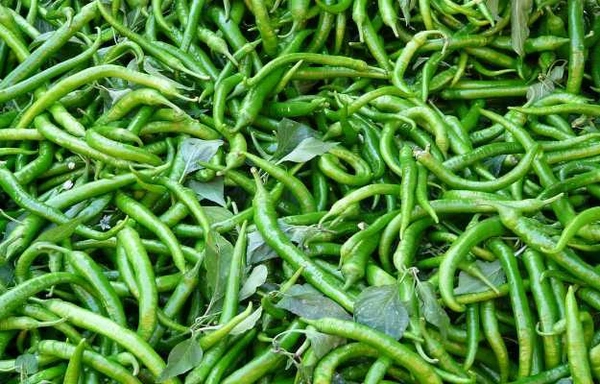 Tikhi Mirch (Green Chillies) - 250 Grams