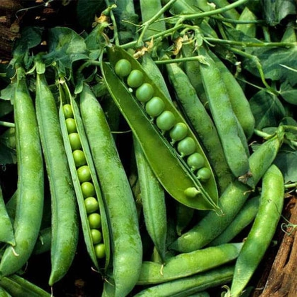 Hari Matar (  Green Peas - 250 Grams