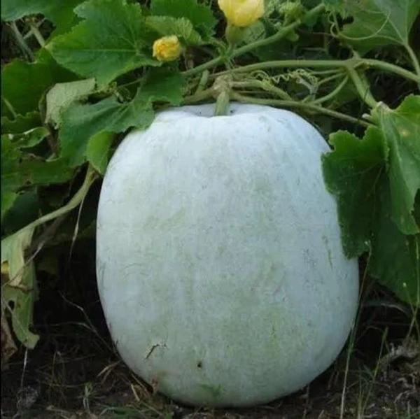 Safed Petha - 1 Kg