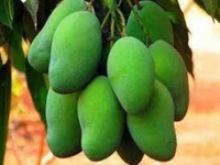 Kacha Aam - 500 Grams