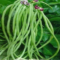 Lobiya - 250 Grams